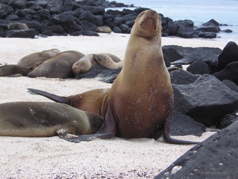 Sea lions Galapagos sea lion beach pinniped pinnipeds